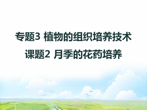 高中生物选修1课件4：3.2月季花药培养