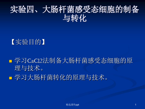 大肠杆菌感受态细胞的制备与转化