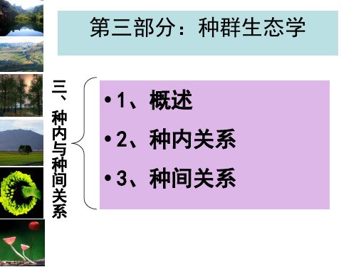 种内与种间关系课件