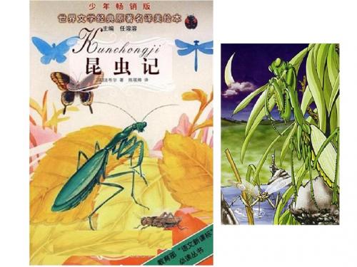 苏教版五年级上册语文课件-5装满昆虫的衣袋