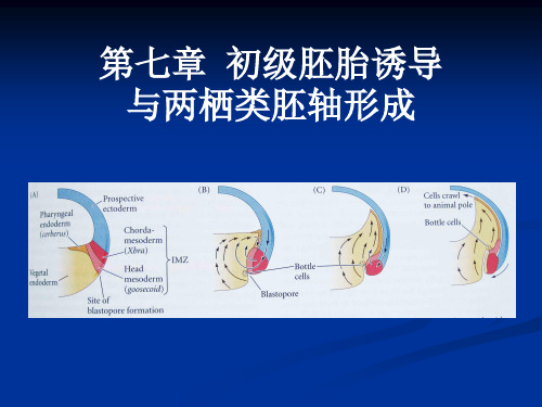 07第七章 初级胚胎诱两栖类胚轴形成