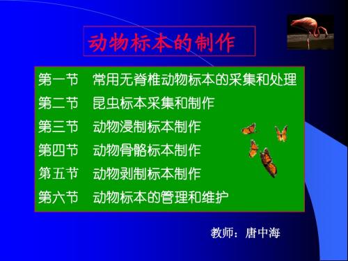 动物标本制作(唐中海)