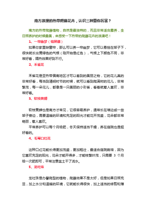 南方浪漫的热带爬藤花卉，认识三种算你厉害？