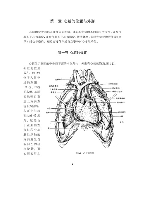 心脏解剖学