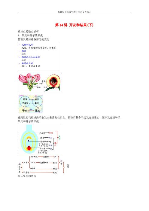 苏教版七年级生物上册第14讲开花和结果讲义与练习