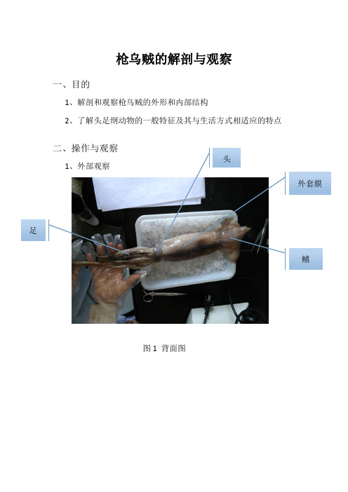 枪乌贼的解剖与观察