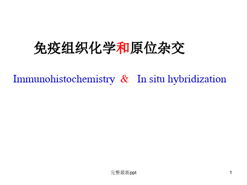 免疫组化与原位杂交ppt课件