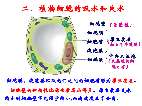 高中生物第一轮复习-第四章第一节 第二课时