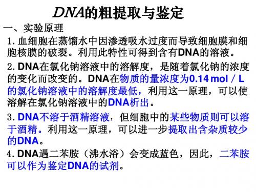 DNA的粗提取与鉴定