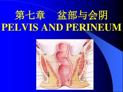 局部解剖学第七章盆部会阴PPT课件