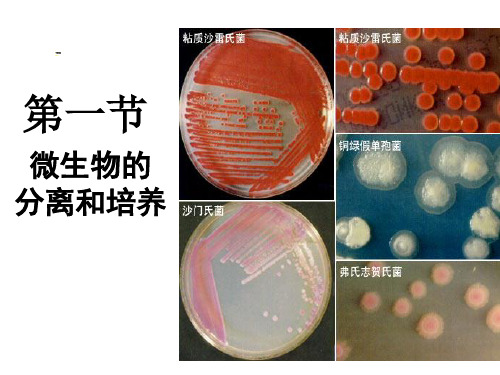 1.1微生物分离培养