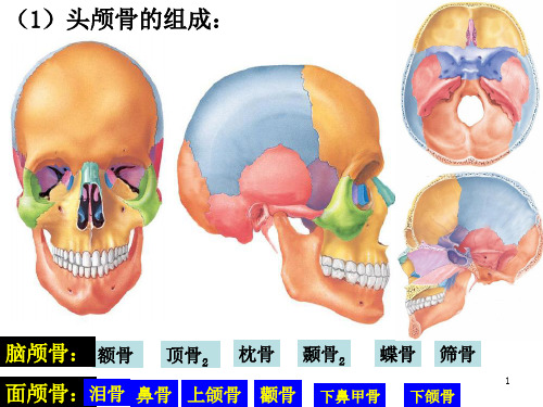 人体解剖学 讲义 之人体解剖图PPT