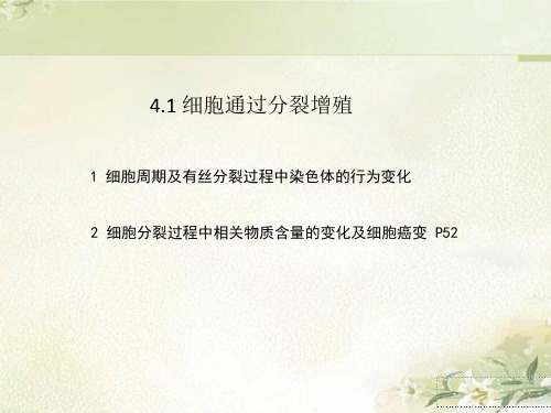 新教材浙科版高中生物必修一 4.1细胞通过分裂增殖 教学课件