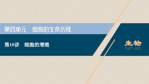 2021版新高考选考生物一轮复习通用版课件：第10讲 细胞的增殖