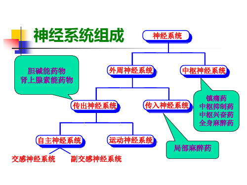 第三章拟胆碱药和抗胆碱药