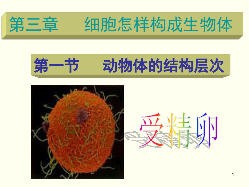 2.3.1动物体的结构层次ppt课件