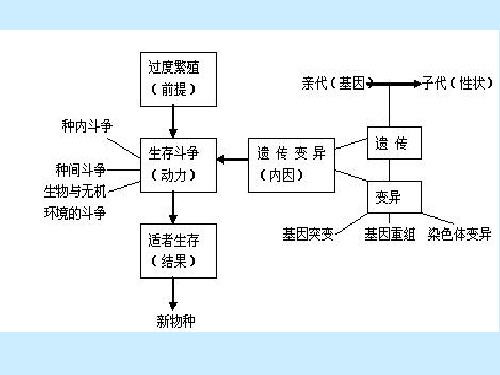 现代进化理论PPTxin