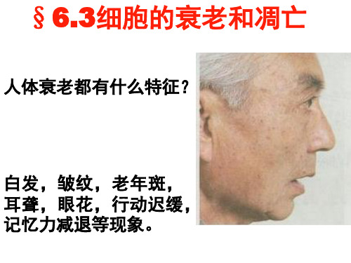 63细胞衰老凋亡癌变