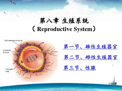 畜禽解剖生理--生殖系统  ppt课件