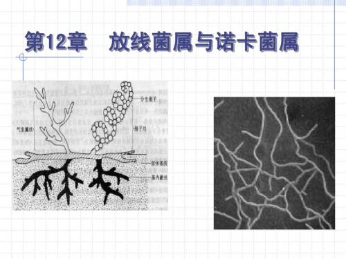 12 放线菌与诺卡菌