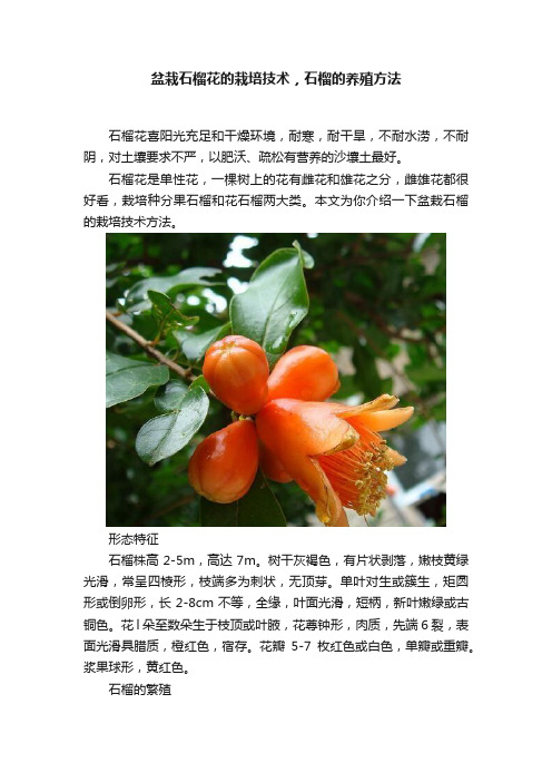 盆栽石榴花的栽培技术，石榴的养殖方法