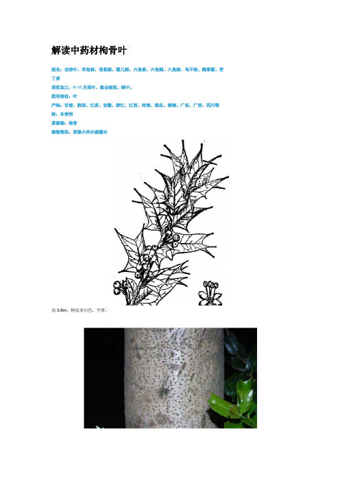 解读中药材枸骨叶