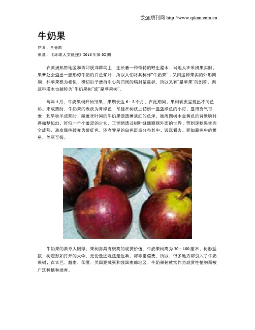 牛奶果