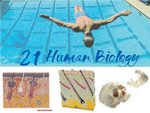 高中英语Unit 21 Human Biology Warm up课件 北师大版 选修7