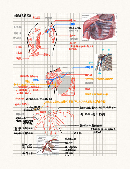 局部解剖学：腋窝及胸前区、小腿前外侧区、股前内侧区