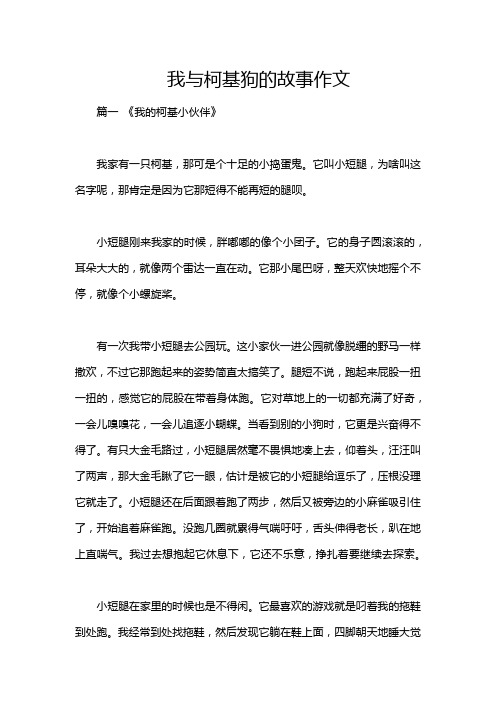 我与柯基狗的故事作文