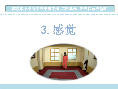 苏教版五年级下册科学课件 第五单元 《.感觉 》 附一课一练含答案 【PPT共20张】