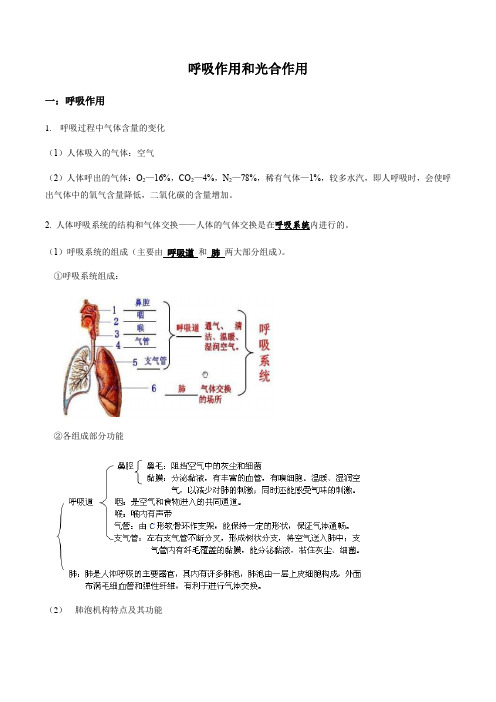 2020年中考二轮复习(生物)光合作用和呼吸作用(知识点总结+针对练习)(无答案)