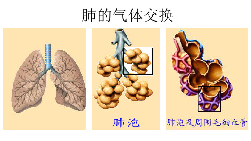 肺内的气体交换