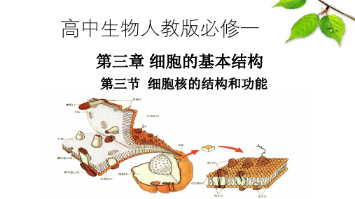 3.3细胞核的结构和功能