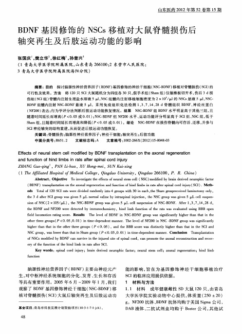 BDNF基因修饰的NSCs移植对大鼠脊髓损伤后轴突再生及后肢运动功能的影响