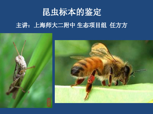 (二)昆虫分类检索表的编制