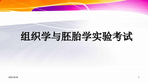 组织学与胚胎学实验考试切片光镜图