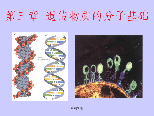 遗传的分子基础(3)