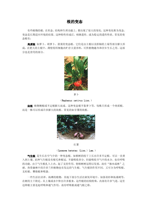 根的变态——精选推荐