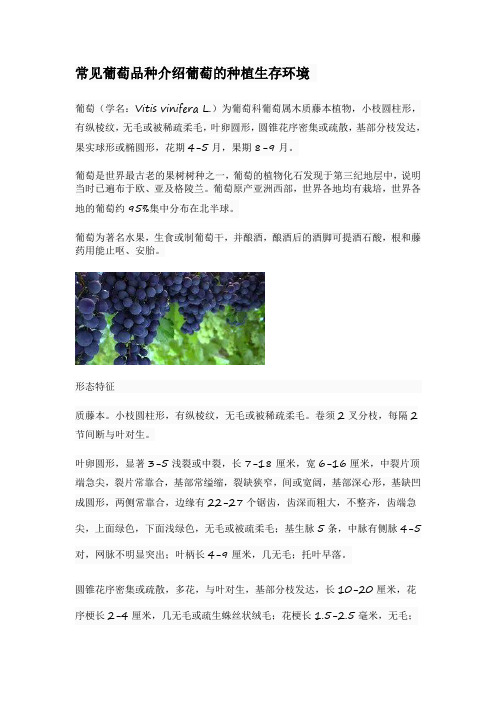 常见葡萄品种介绍葡萄的种植生存环境