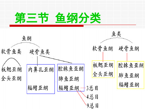 第16章 鱼纲2