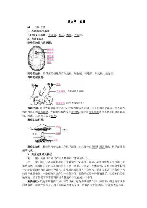 新人教版生物八年级上册-知识讲解  真菌