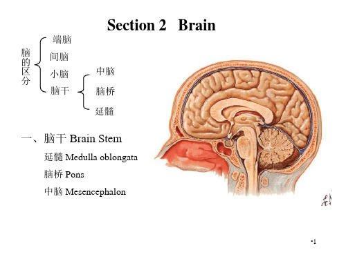 脑干脑桥中脑PPT优秀课件