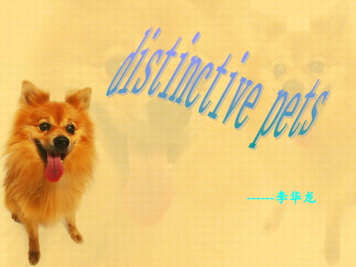 英语口语ppt------宠物(pets)