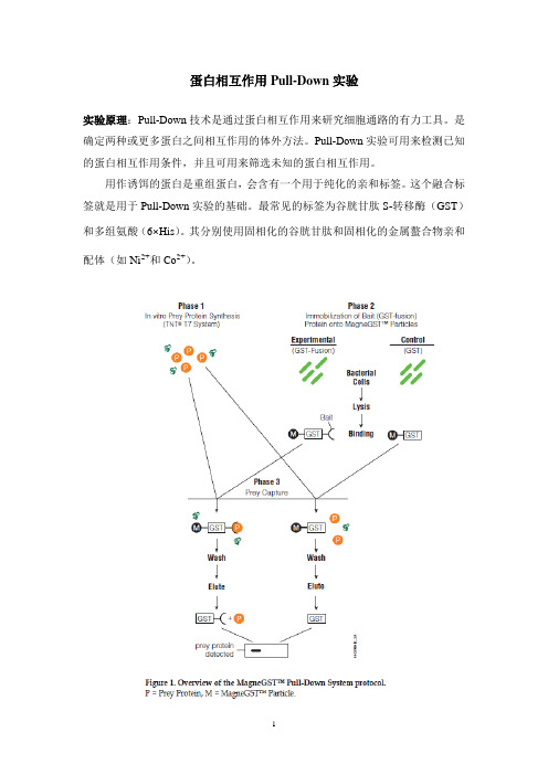 蛋白相互作用Pull-Down实验