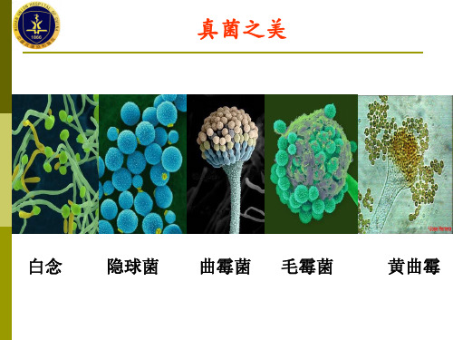 伏立康唑作用特点介绍