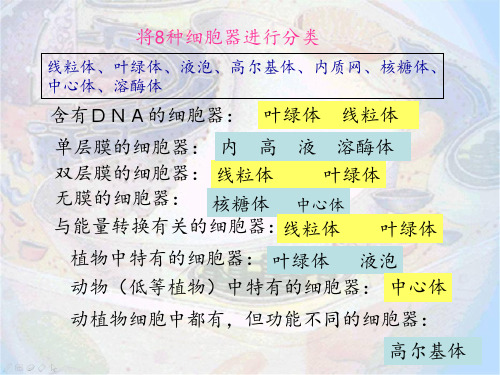 1.3.2 细胞器--系统内的分工合作2