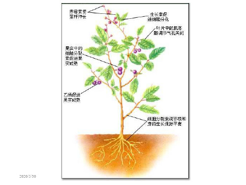 第八章植物生长物质-资料