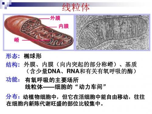 8个细胞器简介