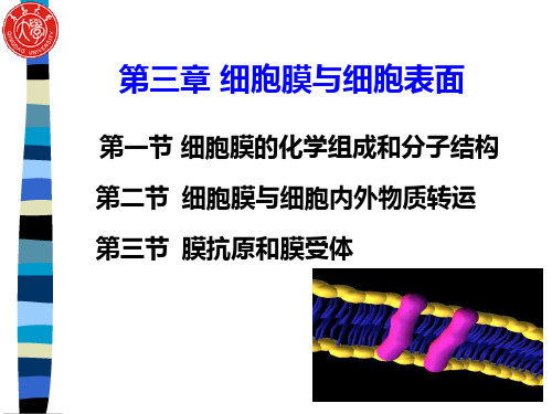 细胞生物学第三章细胞膜与细胞表面课件